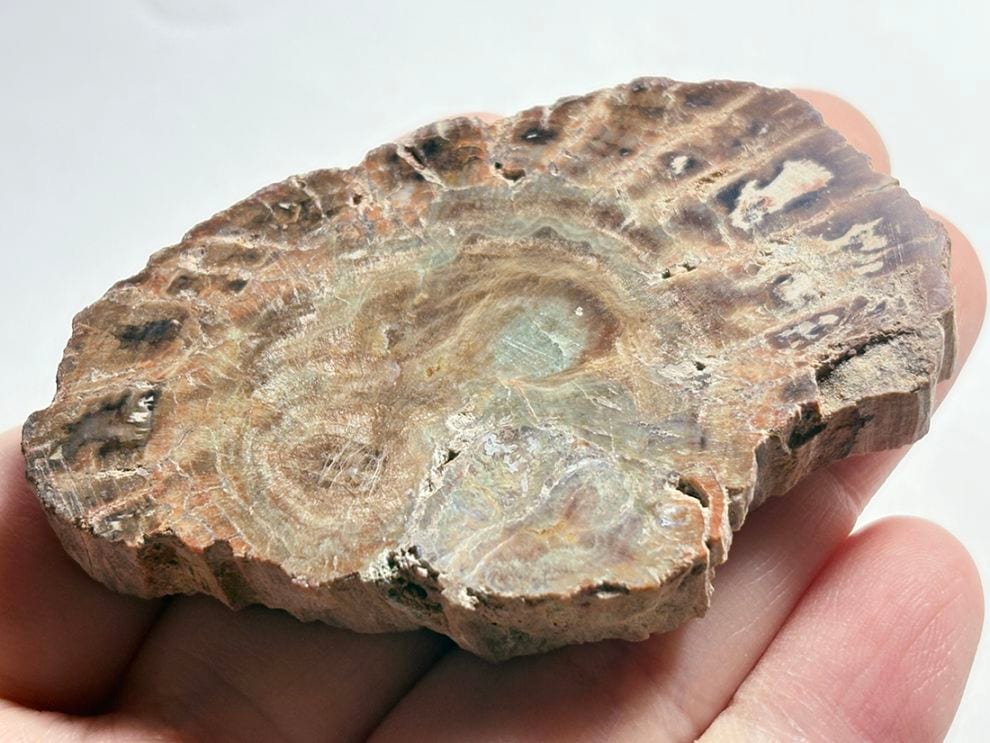 マダガスカル産 ペトリファイドウッド ( 珪化木 ) スライス / Petrified wood