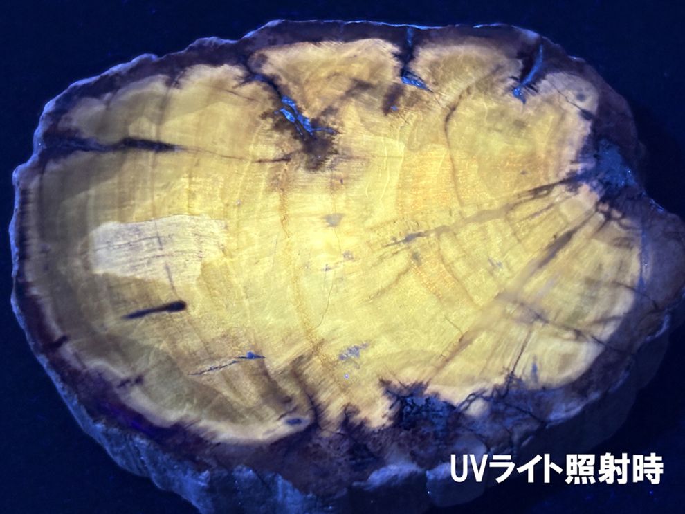 マダガスカル産 ペトリファイドウッド ( 珪化木 ) スライス / Petrified wood