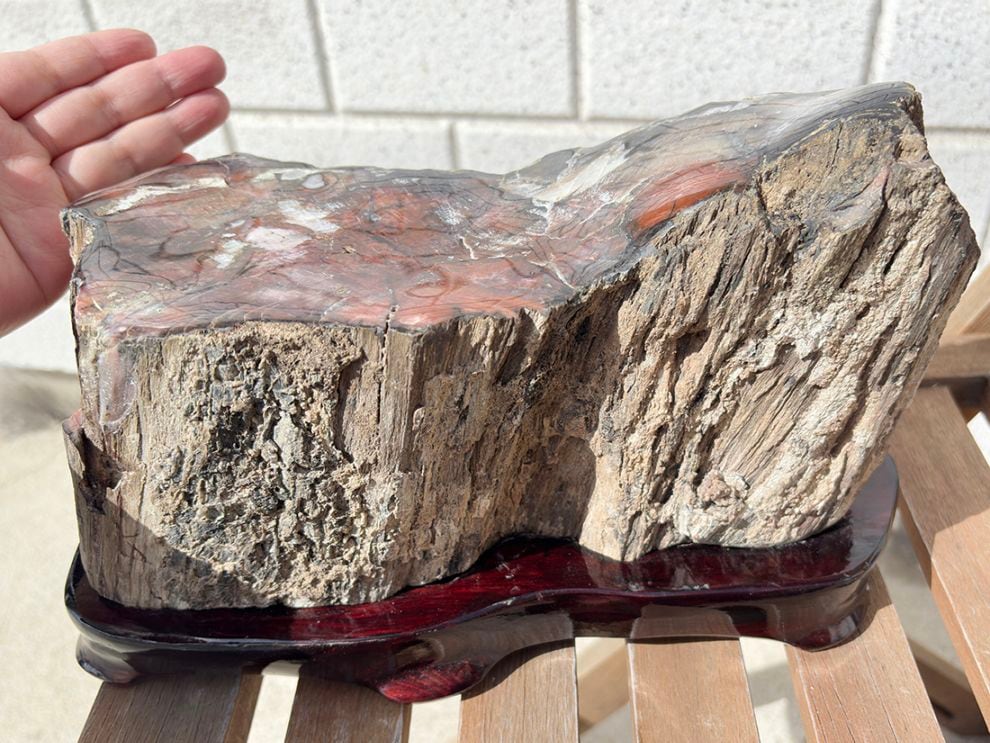 アリゾナ州産 ペトリファイドウッド 台座付き ( 珪化木 ) / Petrified wood