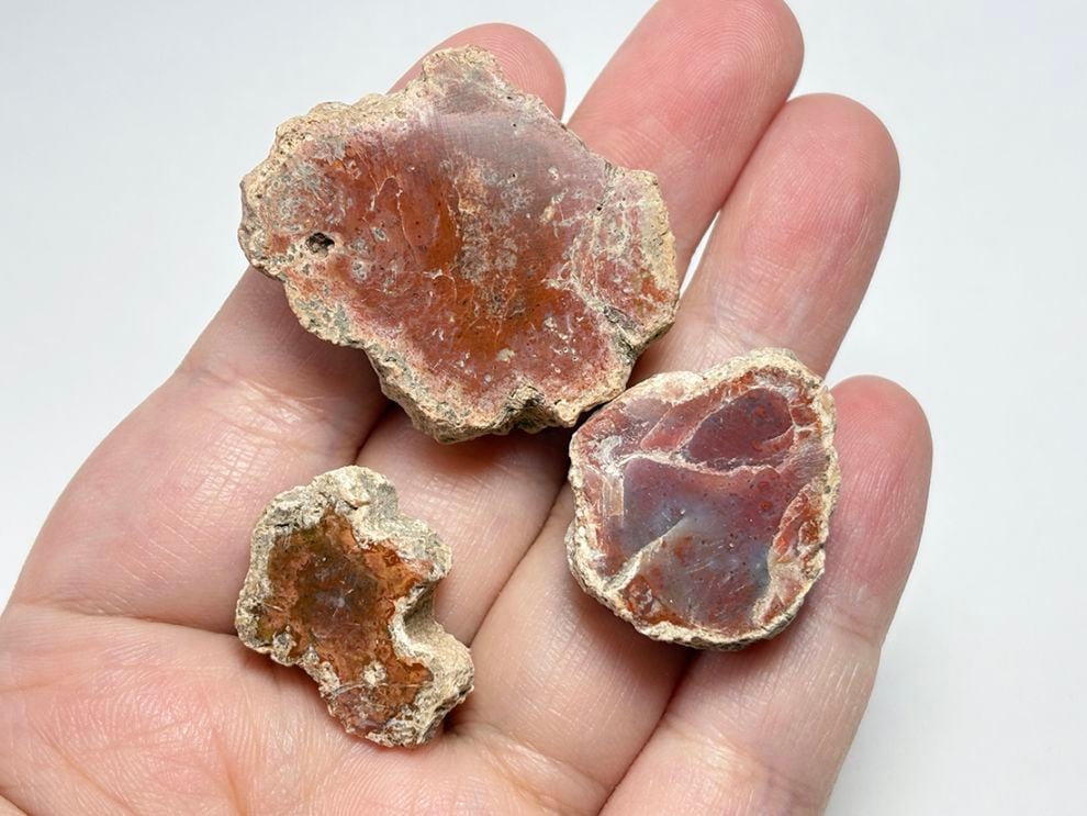 マダガスカル産 ペトリファイドウッド  スライス ( 珪化木 ) 3コセット / Petrified wood
