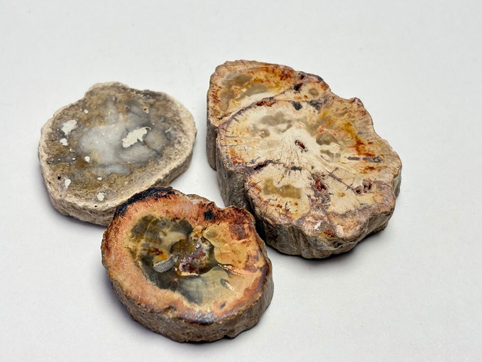 マダガスカル産 ペトリファイドウッド  スライス ( 珪化木 ) 3コセット / Petrified wood