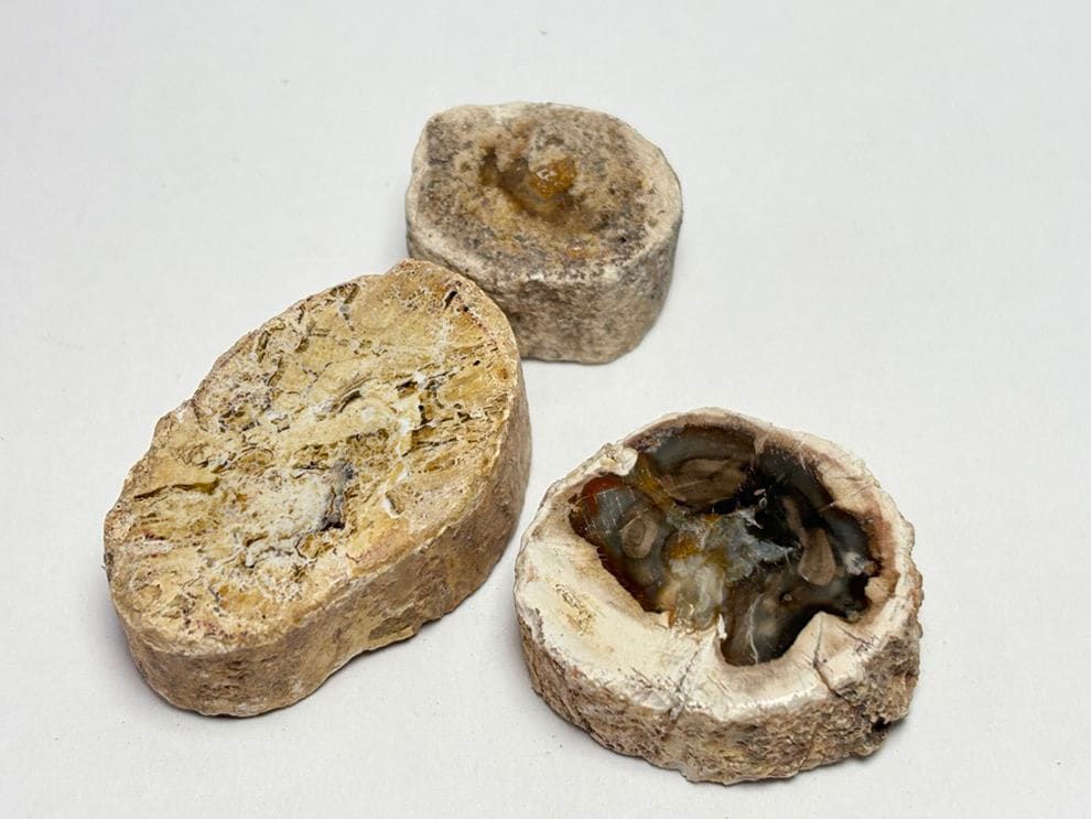 マダガスカル産 ペトリファイドウッド  スライス ( 珪化木 ) 3コセット / Petrified wood
