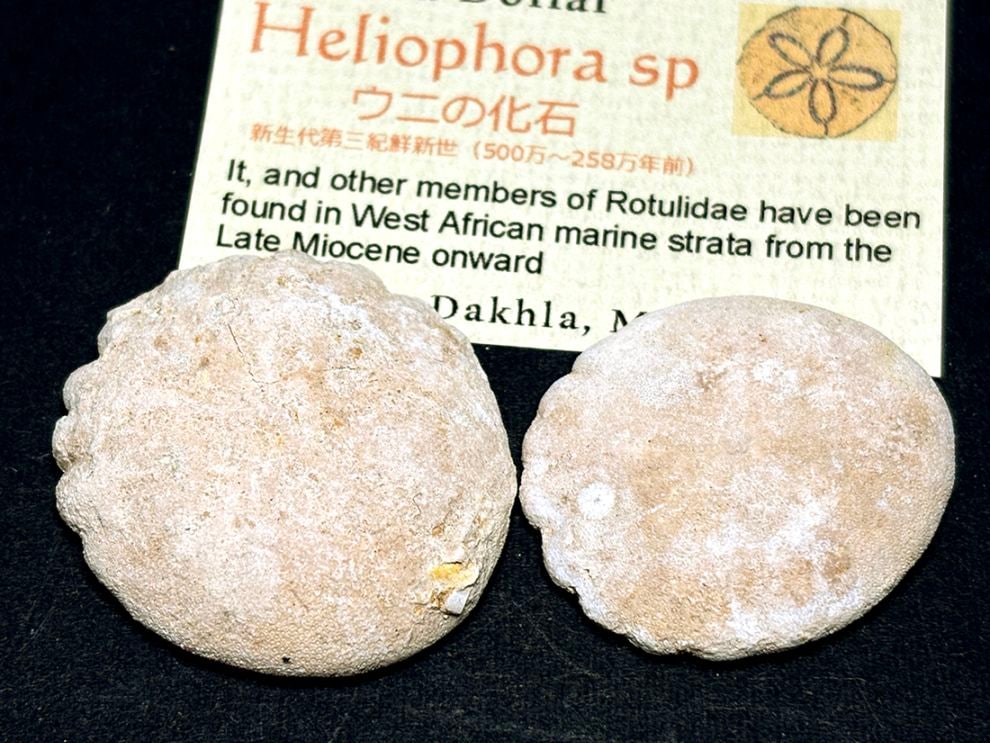 モロッコ産ウニ化石2個セット/Sand Dollar(Heliophora)