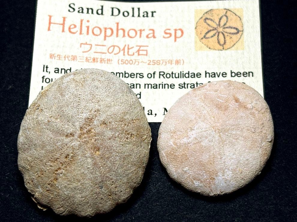 モロッコ産ウニ化石2個セット/Sand Dollar(Heliophora)