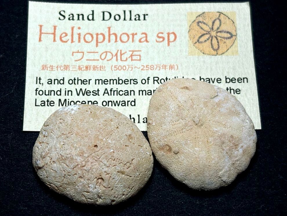 モロッコ産ウニ化石2個セット/Sand Dollar(Heliophora)