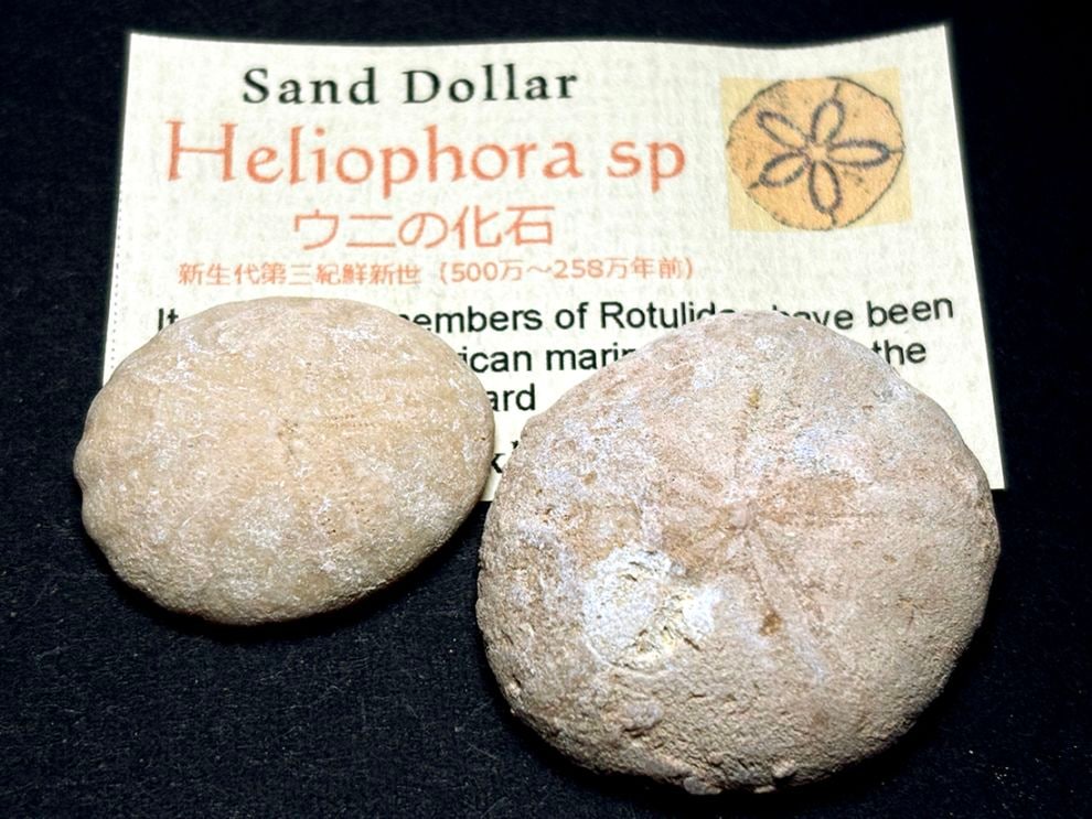 モロッコ産ウニ化石2個セット/Sand Dollar(Heliophora)