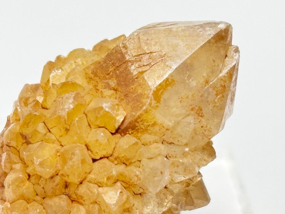 カクタス