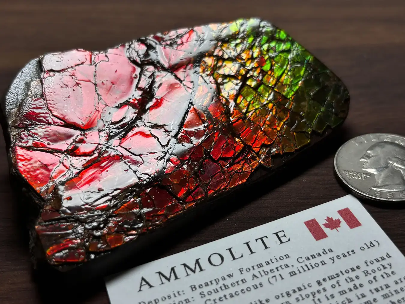 カナダ・アルバータ州産 アンモライト / Ammolite