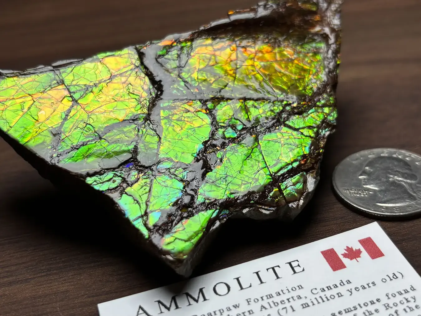 カナダ・アルバータ州産 アンモライト / Ammolite