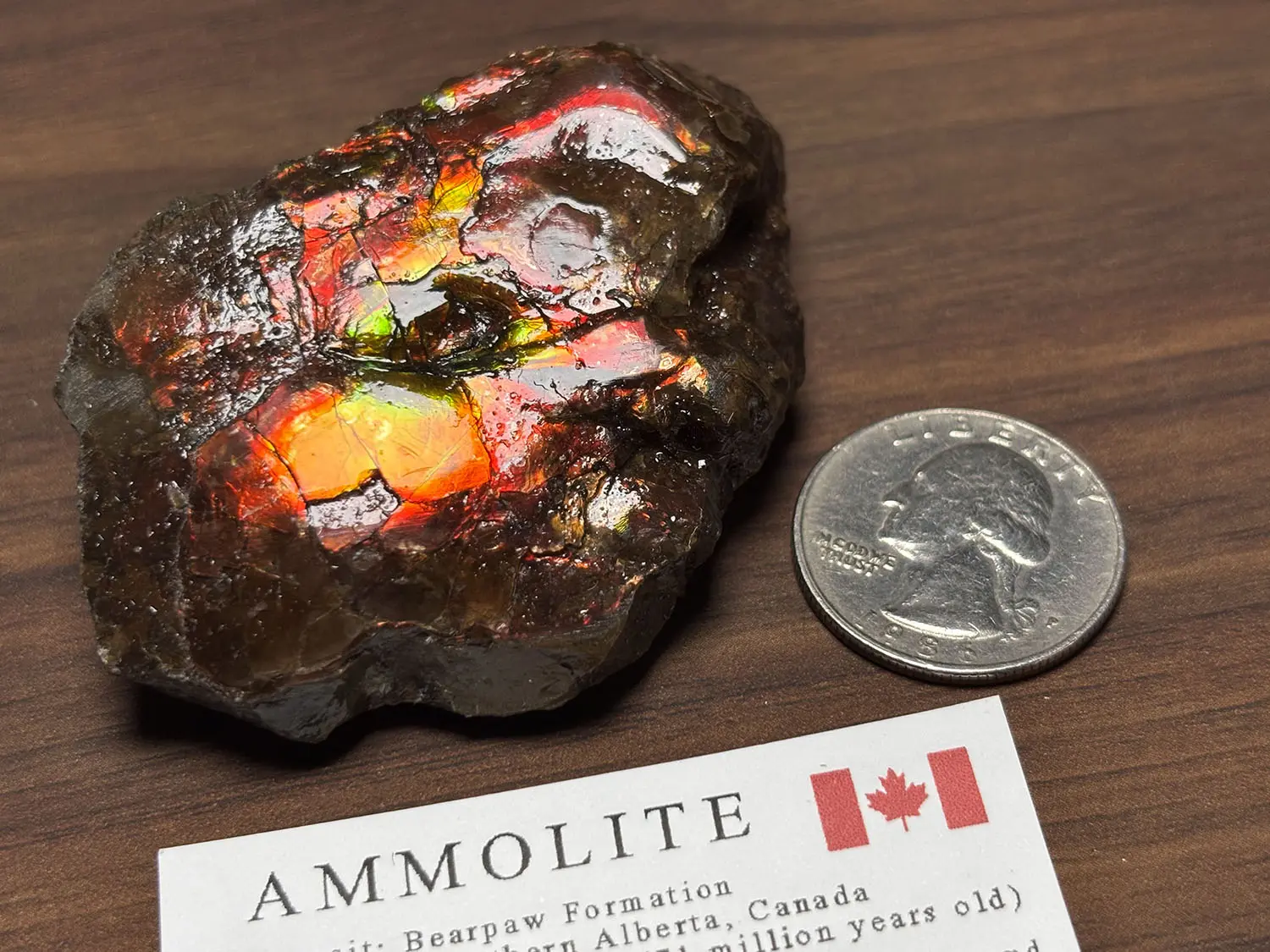アンモライト カナダ アルバータ産 化石 鉱物 コーライト アンモナイ カナダ・アルバータ州産 アンモライト / Ammolite