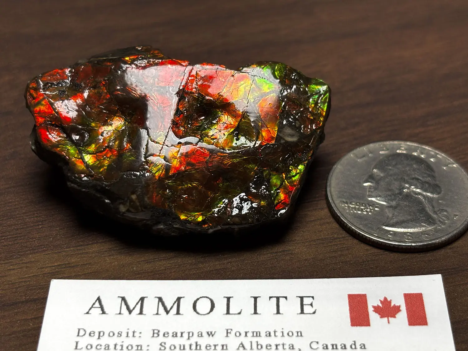 カナダ・アルバータ州産 アンモライト / Ammolite