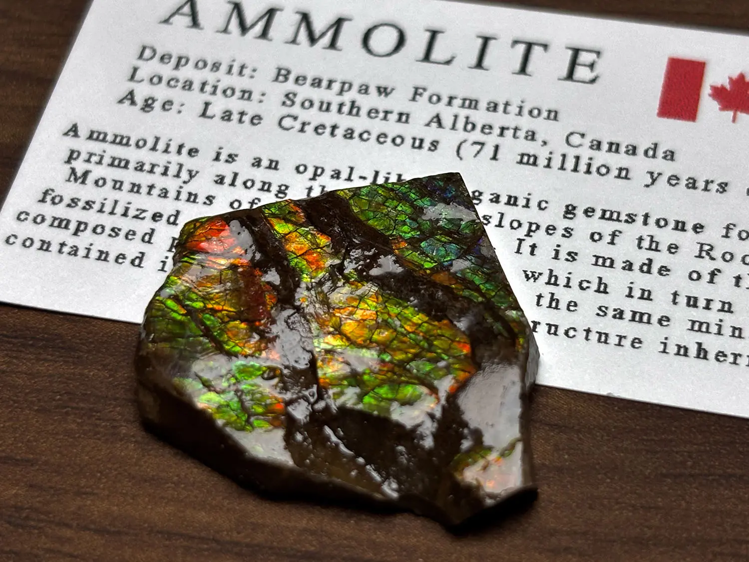 カナダ・アルバータ州産 アンモライト / Ammolite