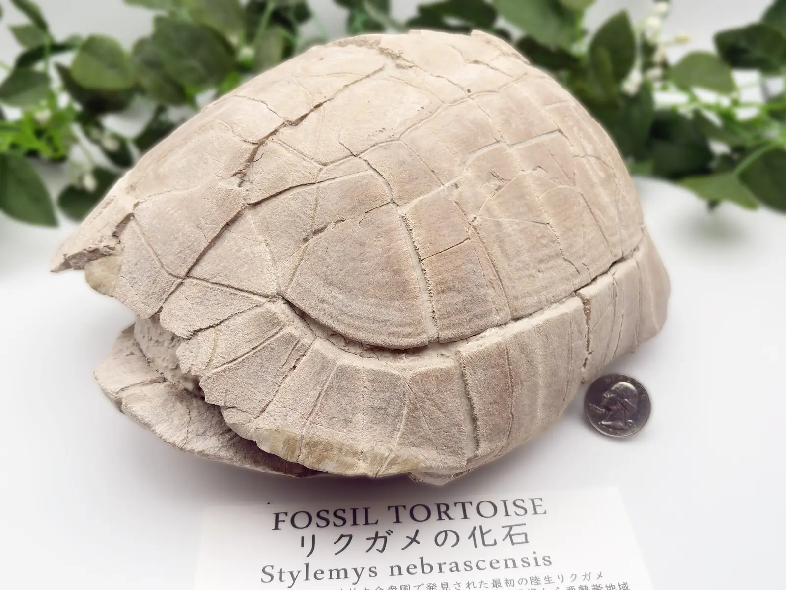 サウスダコタ州産スティレミス・ネブラセンシスの化石 (リクガメ)/Stylemys nebrascensis