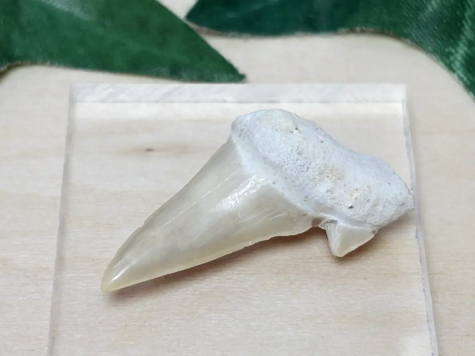 モロッコ産 サメの歯の化石 / Shark Teeth Otodus Obliquus 【ミニチュア鉱物】