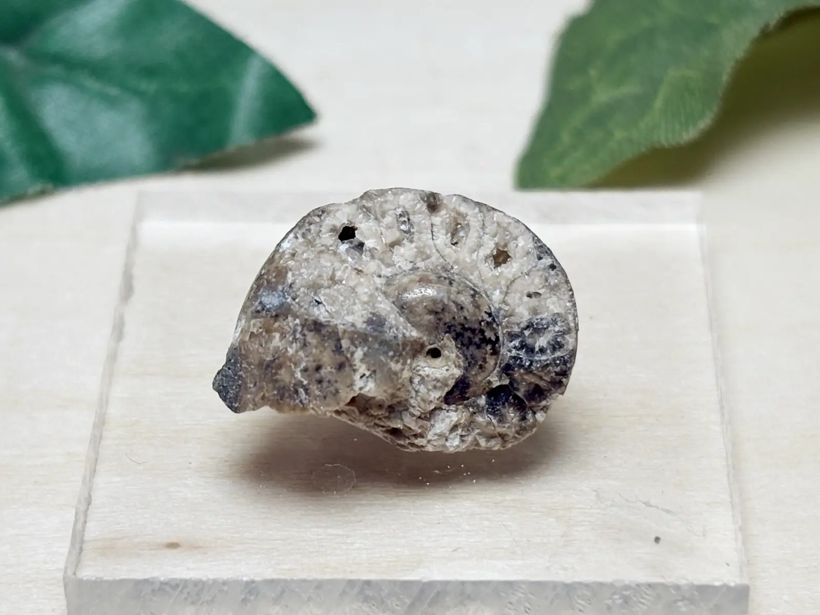 北海道産アンモナイト化石/Ammonite【ミニチュア鉱物】