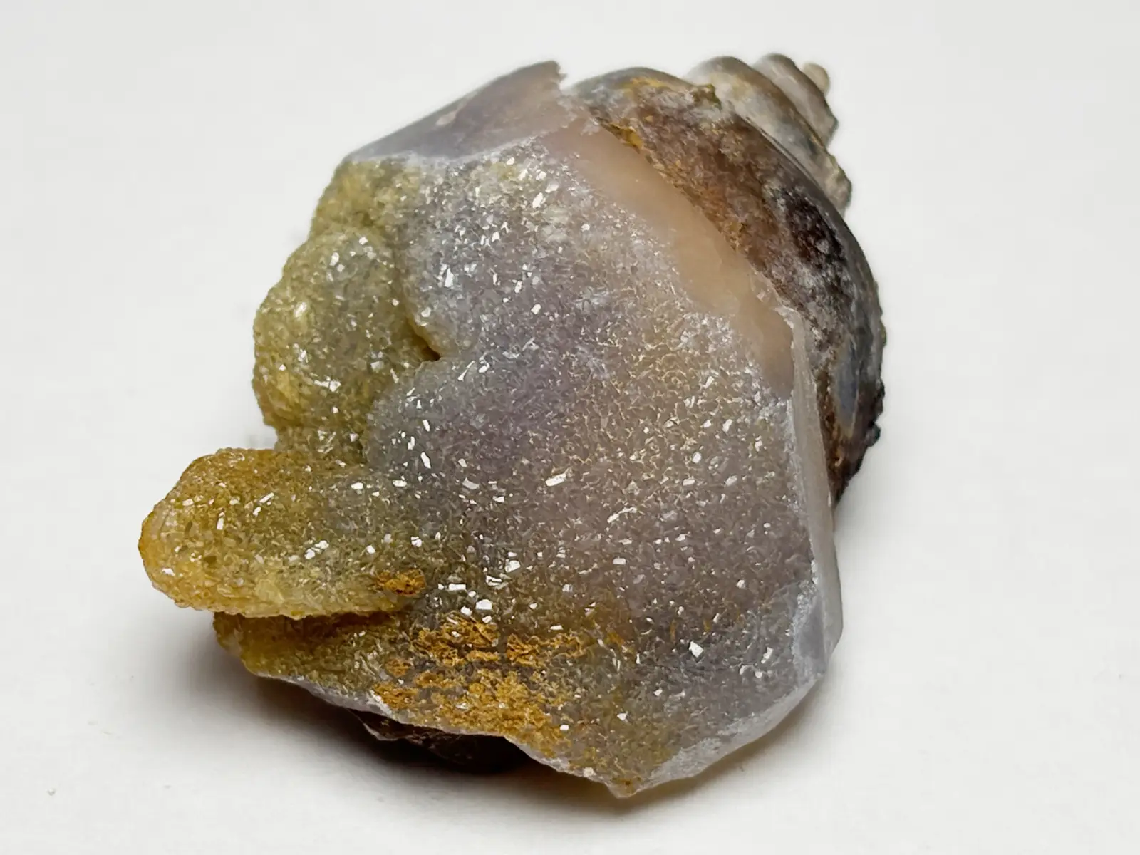 インド産 スピラライトジェムシェル / Spiralite Gemshells