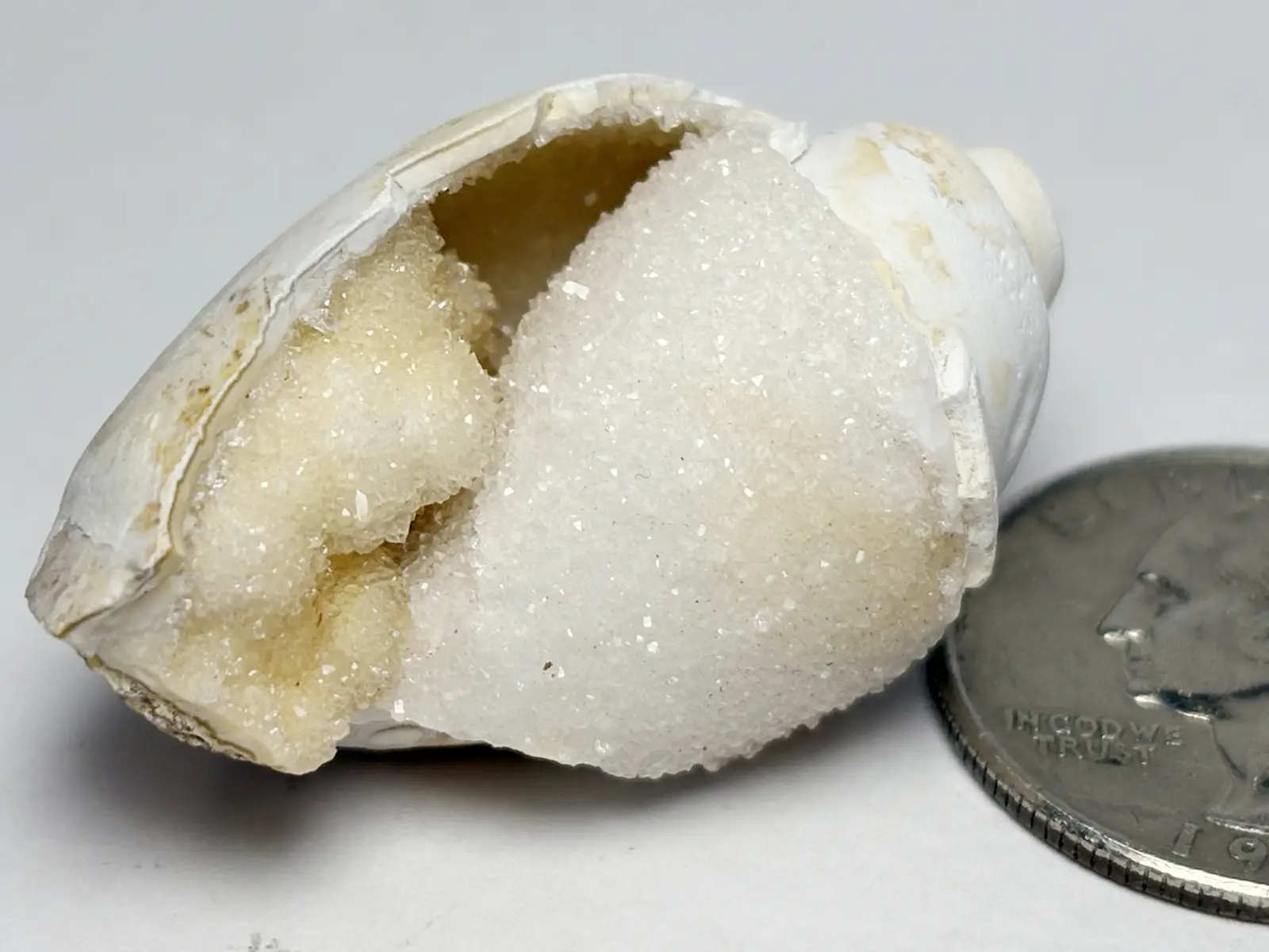 インド産 スピラライトジェムシェル / Spiralite Gemshells
