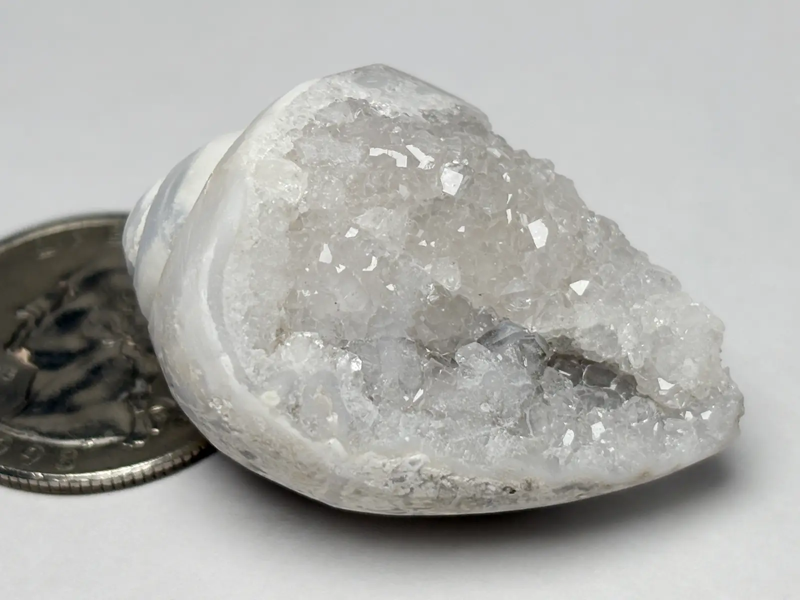 インド産 スピラライトジェムシェル / Spiralite Gemshells