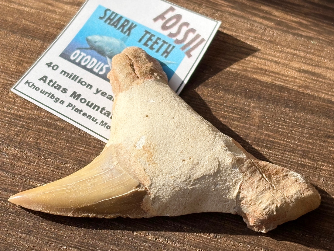 モロッコ産 オトドゥス (サメの歯) 化石 / Otodus Obliquus Fossil