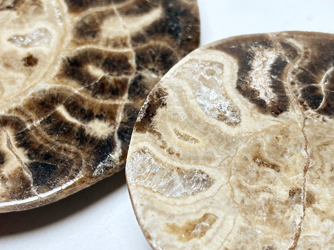 アモナイト化石 ペア　スタンド付き モロッコ産 アンモナイト化石 ペア /Mammites Nodosoides Pair