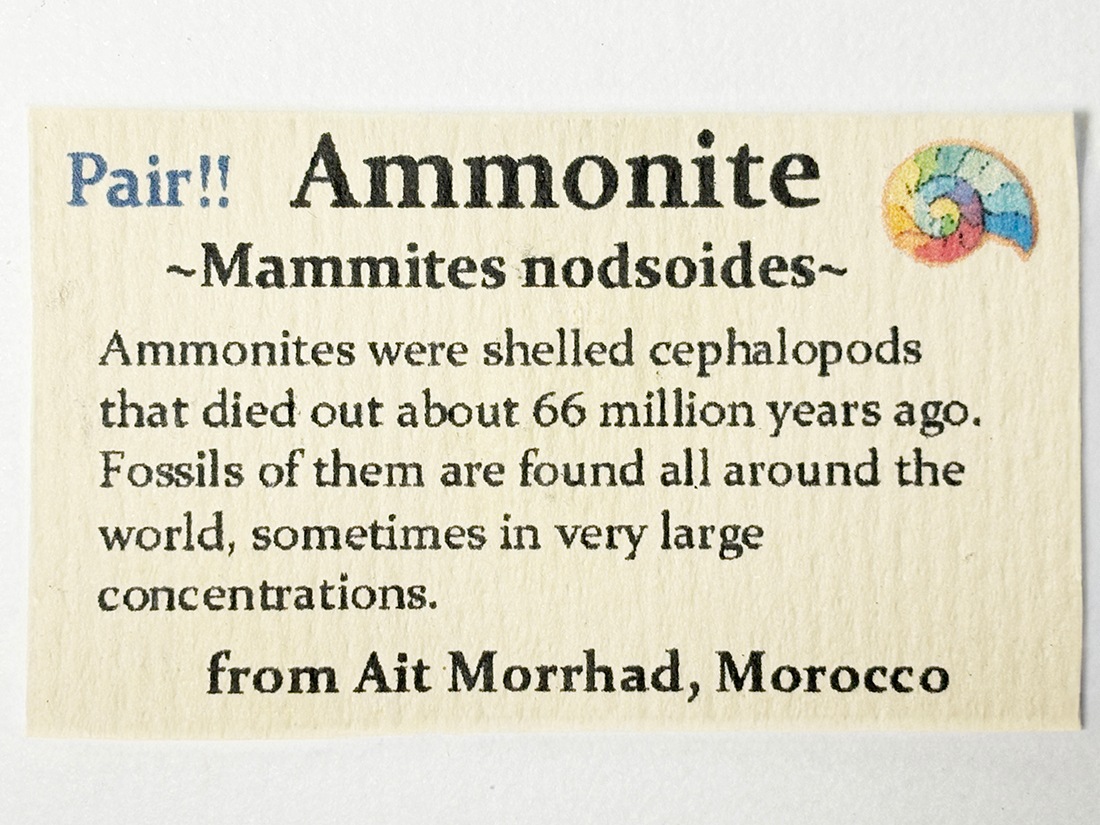 モロッコ産 アンモナイト化石 ペア /Mammites Nodosoides Pair