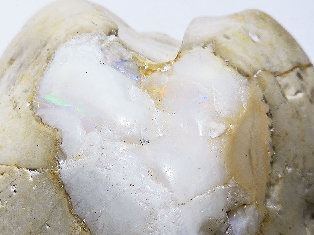 標本 シェル オパール 貝殻 化石 天然石 ホワイトオパール 綺麗