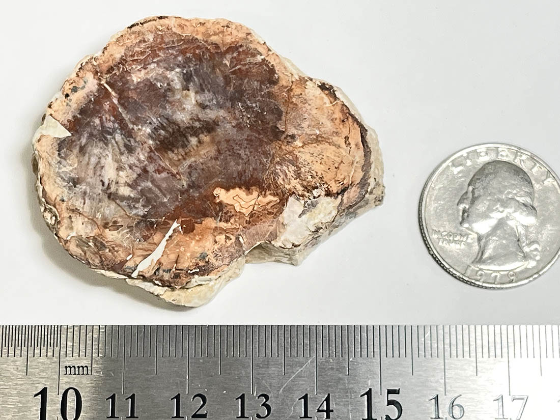 マダガスカル産 ペトリファイドウッド ( 珪化木 ) スライス