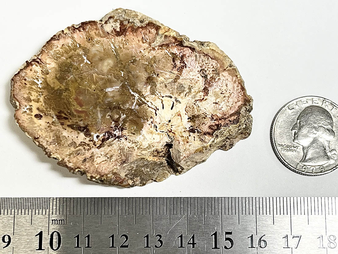 ⭐︎天然石　珪化木　スライス マダガスカル産 ペトリファイドウッド ( 珪化木 ) スライス