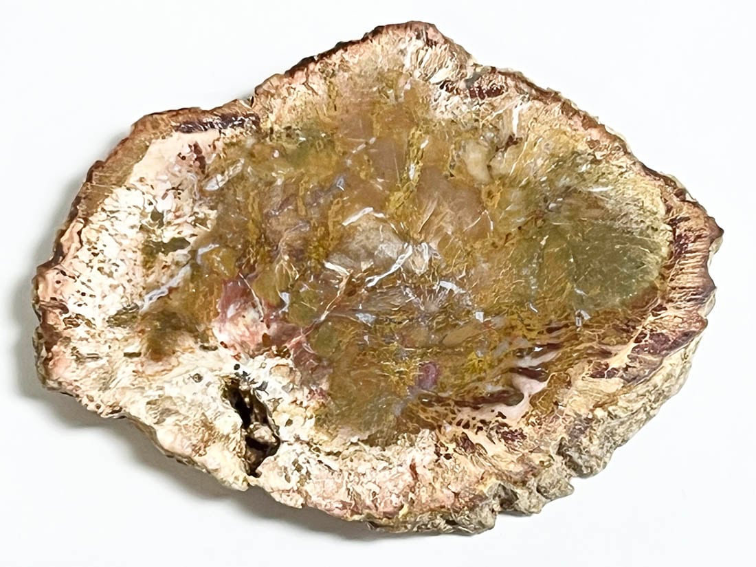 ⭐︎天然石　珪化木　スライス ペトリファイドウッド（珪化木）のスライス No.8 - cute stone -