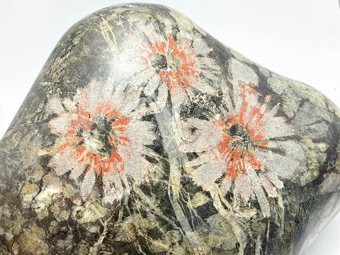 菊花石　　赤 岐阜県根尾谷産 朱赤菊花石