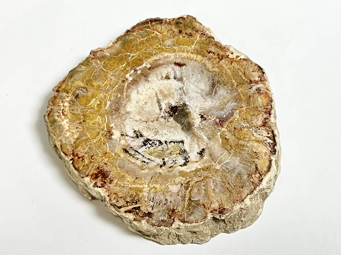 マダガスカル産 ペトリファイドウッド ( 珪化木 ) スライス