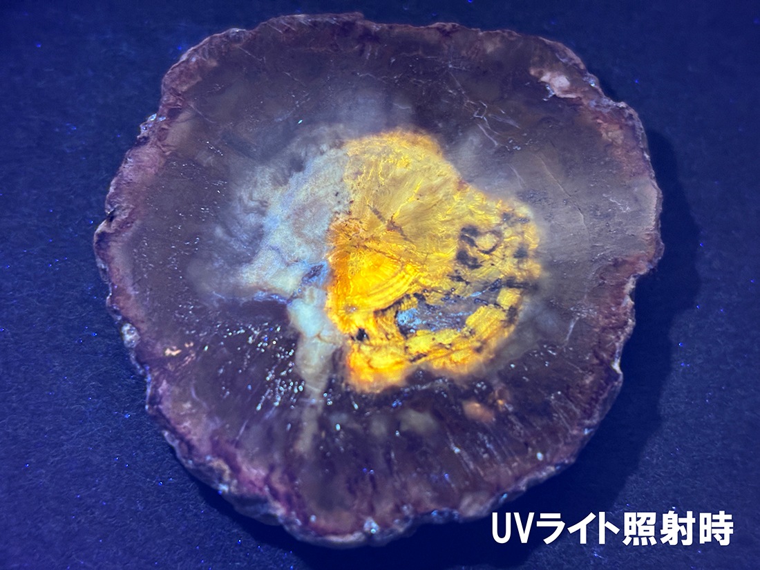 マダガスカル産 ペトリファイドウッド ( 珪化木 ) スライス