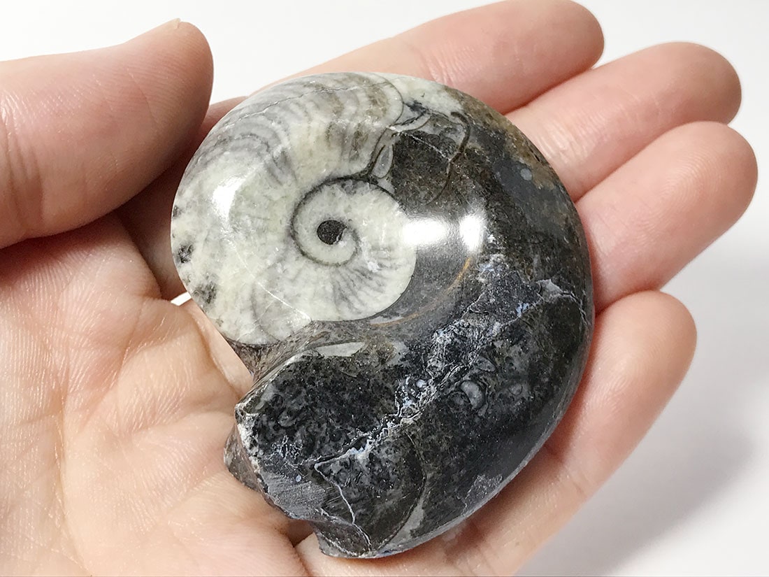 アンモナイト化石 ☆アンモナイト化石☆天然石ルース A 170 天然石 ファミリア 通販