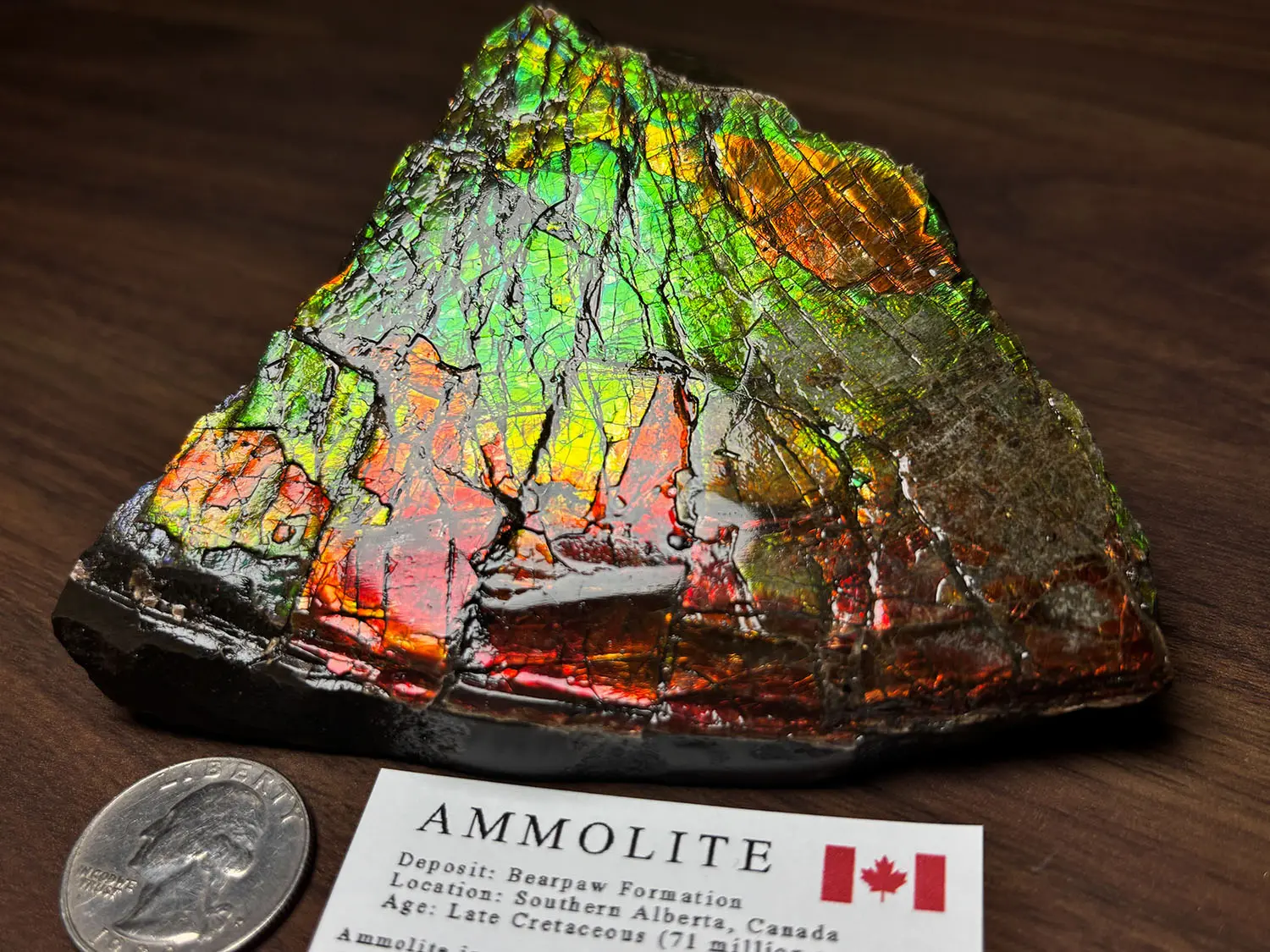 アンモライト カナダ アルバータ産 化石 鉱物 コーライト アンモナイ カナダ・アルバータ州産 アンモライト / Ammolite