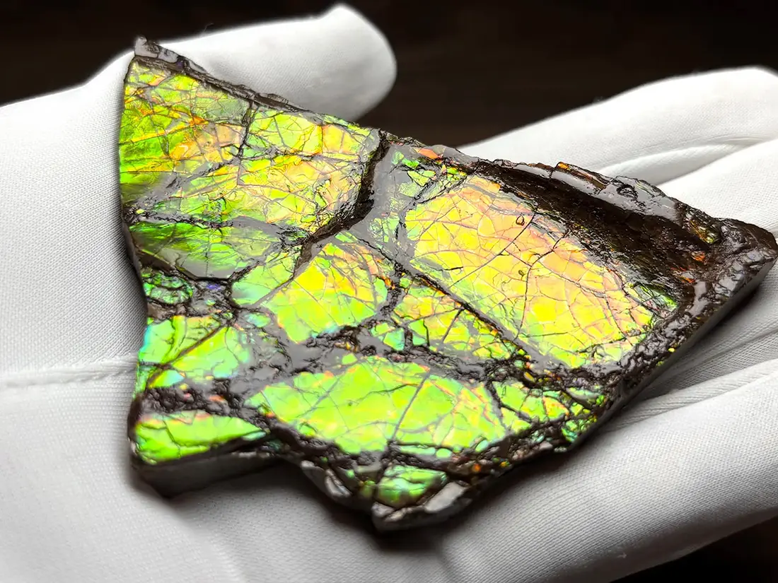 カナダ産　アンモライト　化石　原石　幅8.5cm 箱付き カナダ・アルバータ州産 アンモライト / Ammolite
