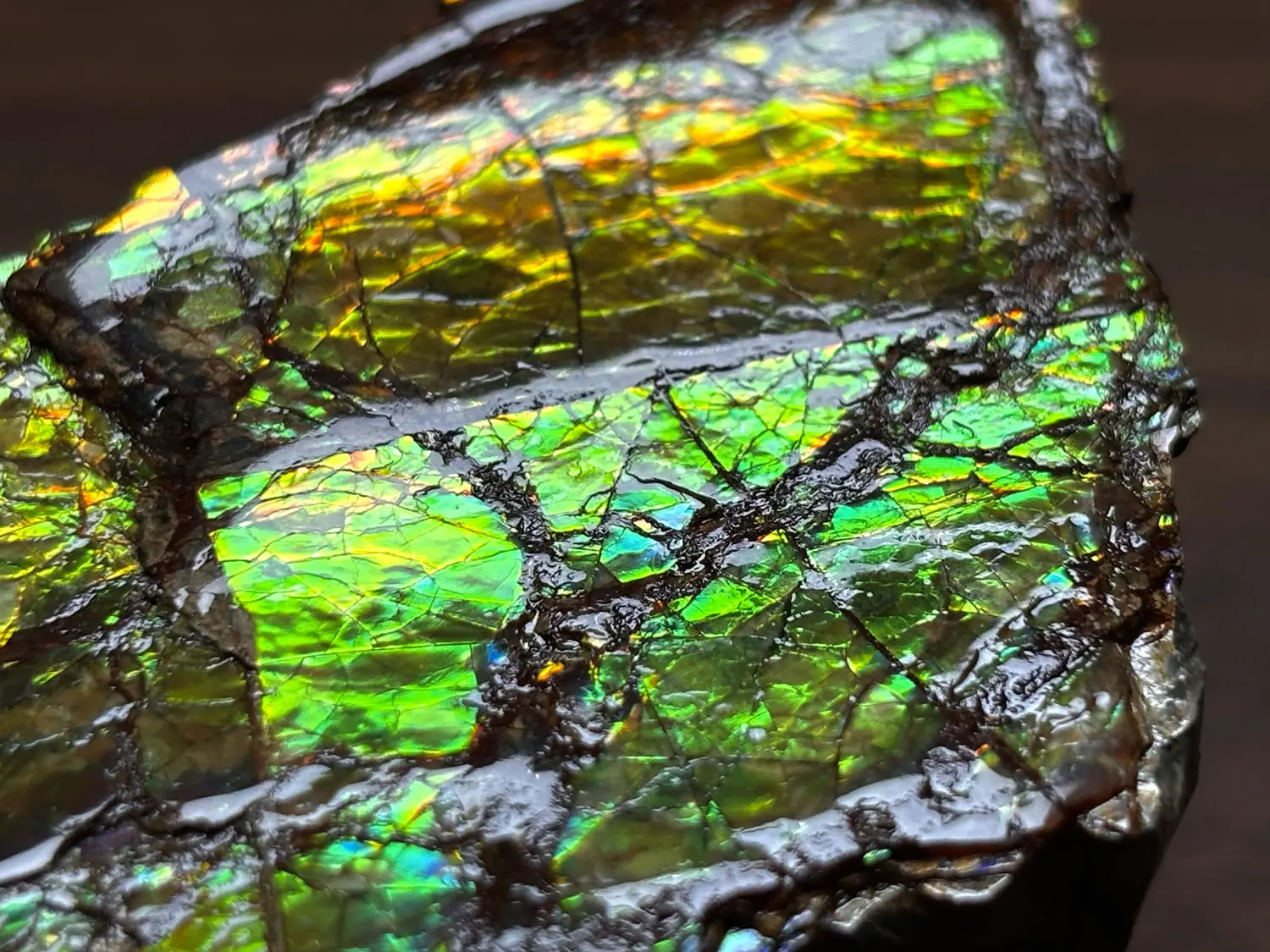 カナダ・アルバータ州産 アンモライト / Ammolite