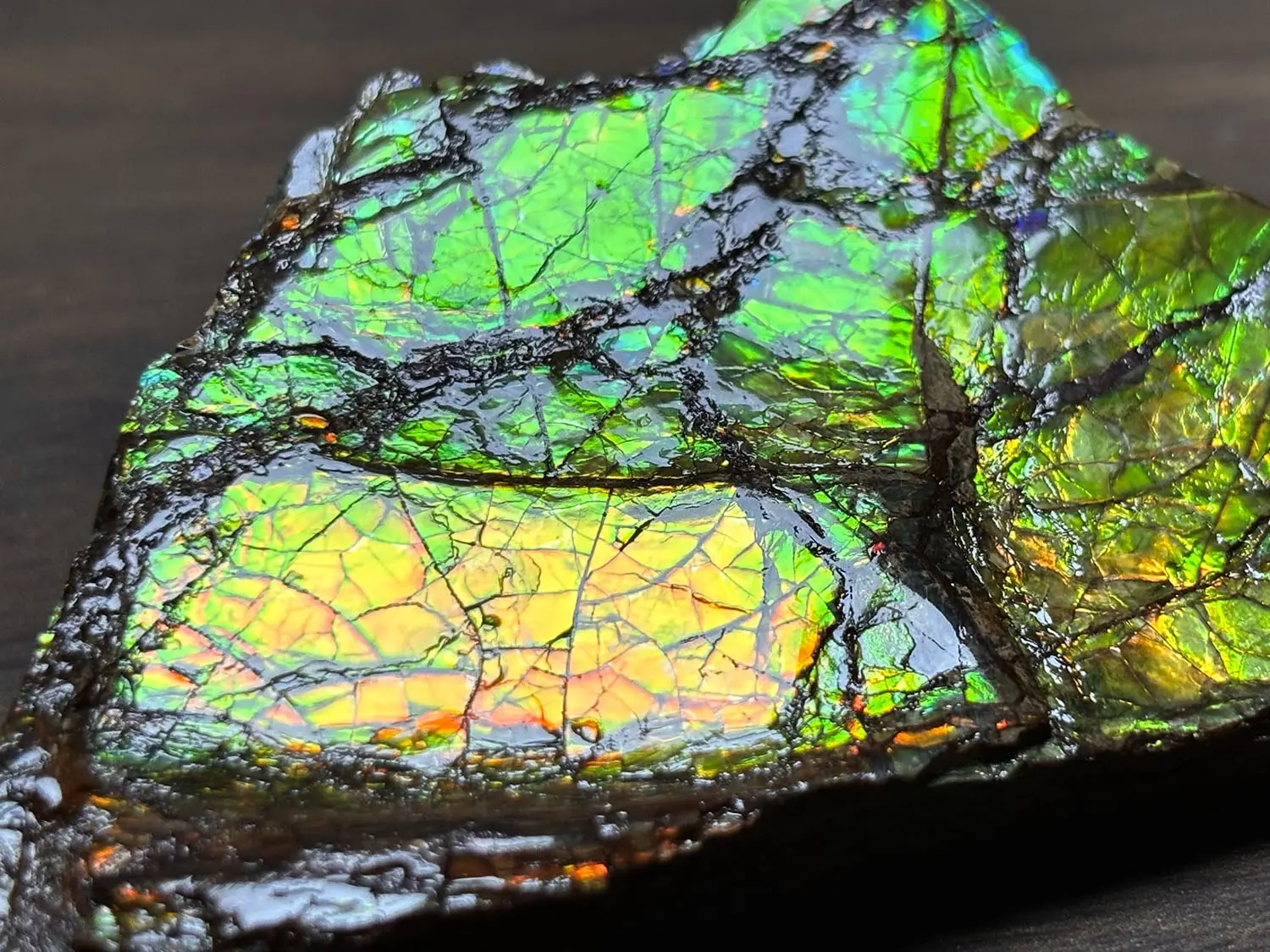 アンモライト カナダ アルバータ産 化石 鉱物 コーライト アンモナイ カナダ・アルバータ州産 アンモライト / Ammolite