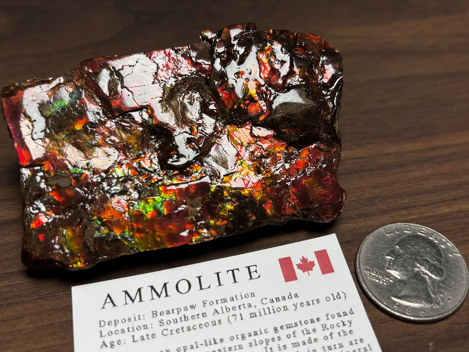 カナダ・アルバータ州産 アンモライト / Ammolite