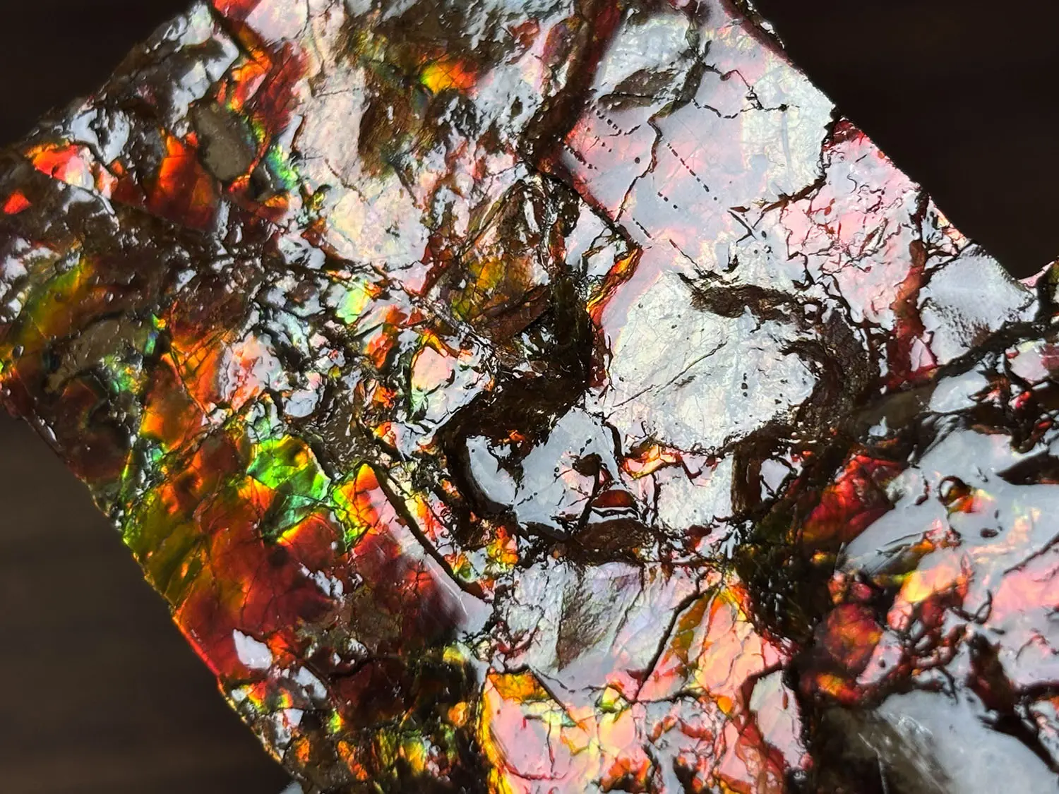 カナダ・アルバータ州産 アンモライト / Ammolite