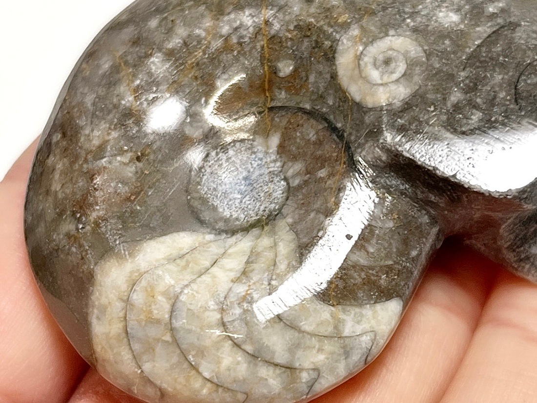 アンモナイト　化石　最高品位　レア産地　標本　鉱物 アンモナイト（Ammonite）｜化石販売・鉱物販売の東京サイエンス