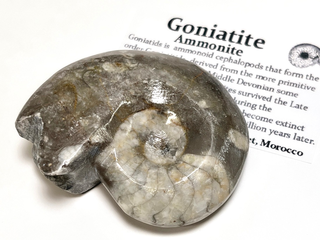 モロッコ産 アンモナイト化石ポリッシュ / Ammonite Goniatite
