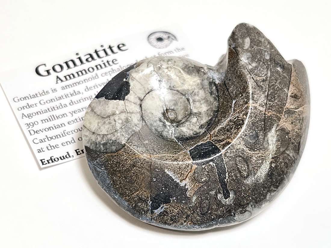 モロッコ産 高級研磨アンモナイト モロッコ産 アンモナイト化石ポリッシュ / Ammonite Goniatite
