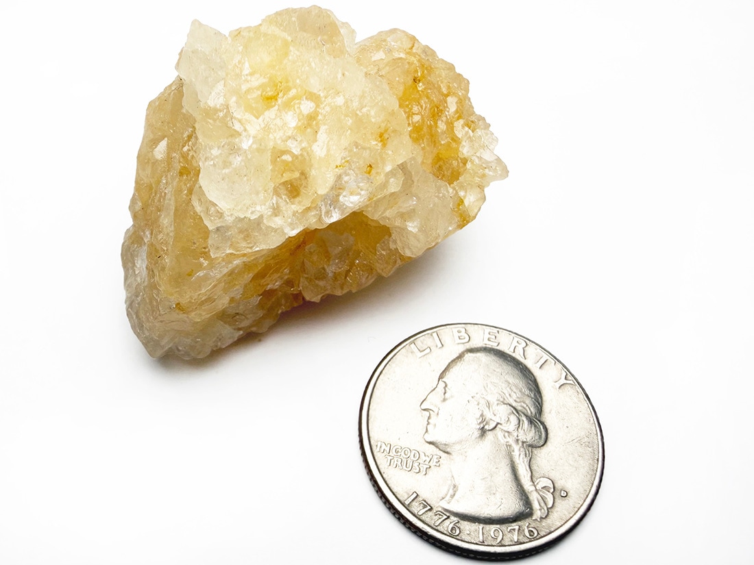 ブラジル産 ゴールデンヒーラー / Golden Healer