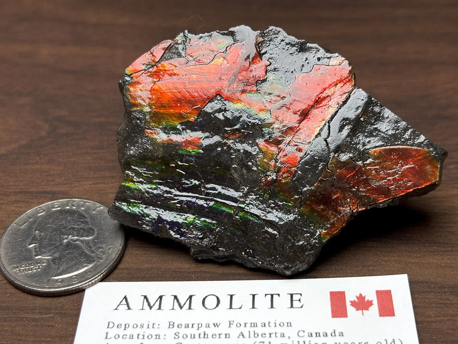 カナダ・アルバータ州産 アンモライト / Ammolite