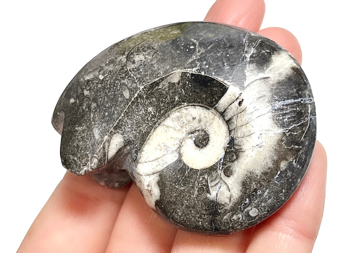 北海道　台付アンモナイト　化石　鉱石　希少　インテリア モロッコ産 アンモナイト化石ポリッシュ / Ammonite Goniatite