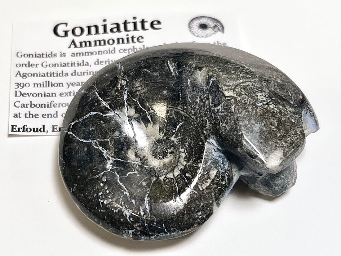 モロッコ産 アンモナイト化石ポリッシュ / Ammonite Goniatite