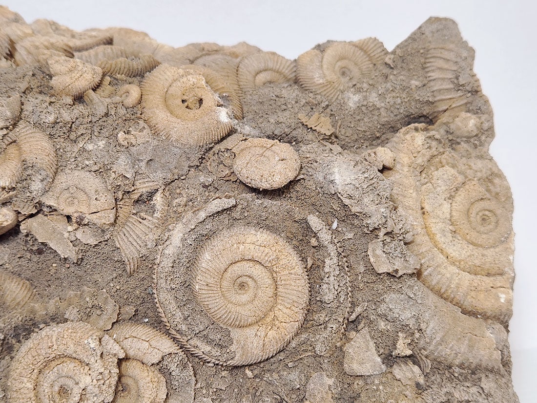 ドイツ産アンモナイト化石/Dactylioceras