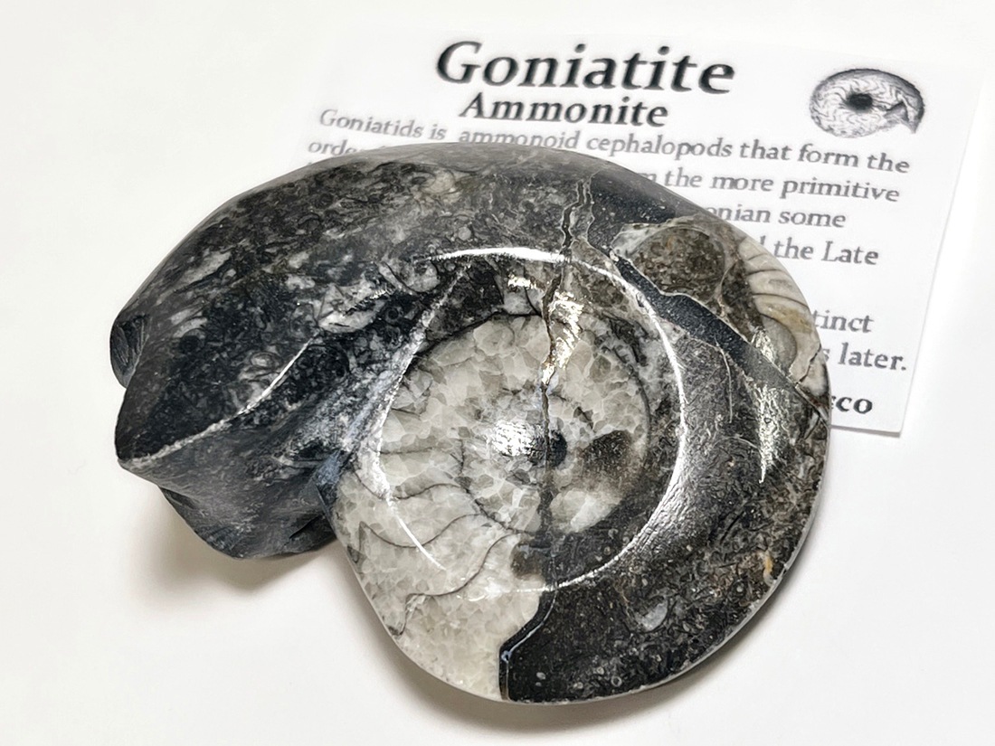 モロッコ産 アンモナイト化石ポリッシュ / Ammonite Goniatite