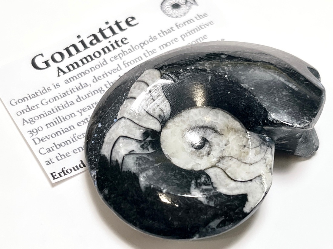 モロッコ産 アンモナイト化石ポリッシュ / Ammonite Goniatite