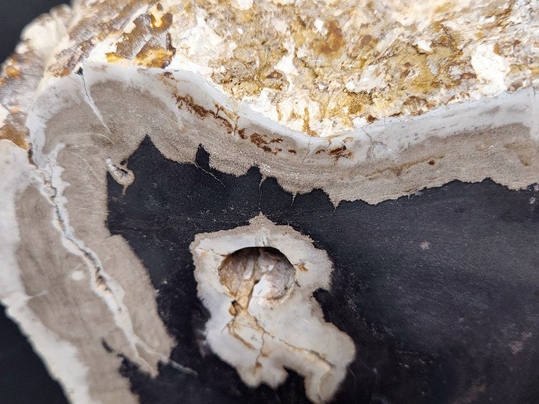 マダガスカル産ペトリファイドウッド